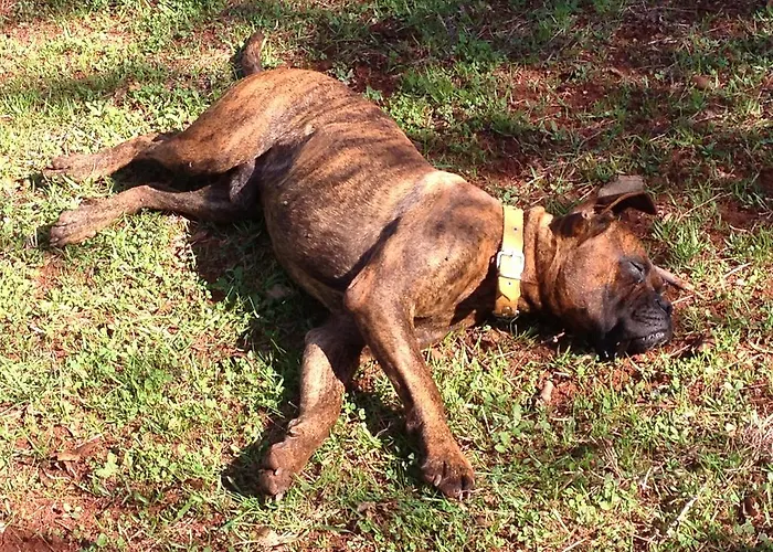 Готель типу 